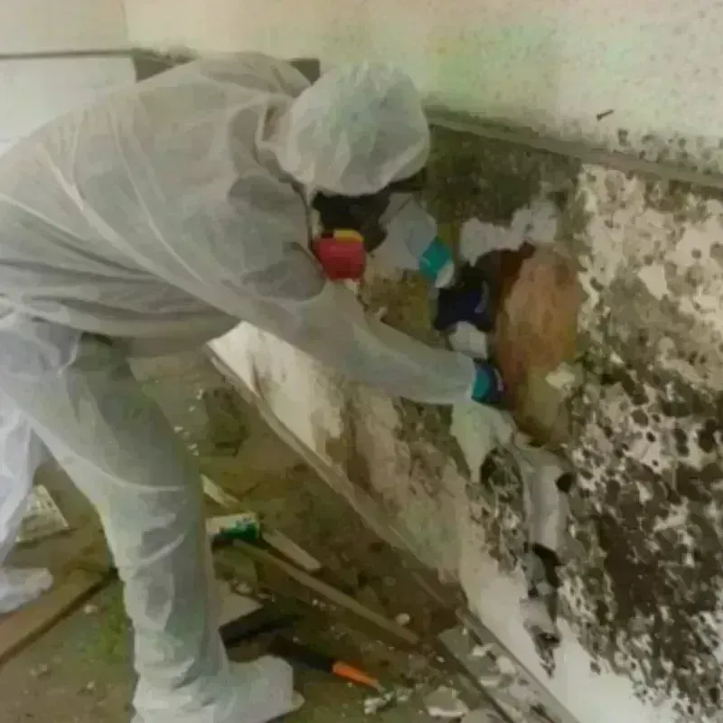 Mold Remediation and Removal in Tuscola, IL